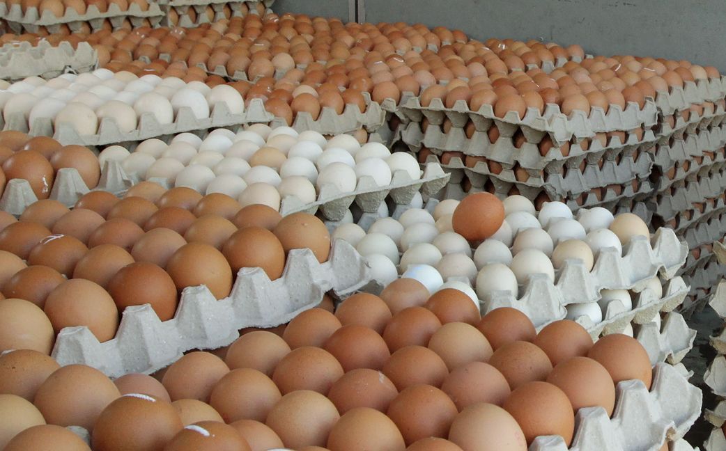 鸡蛋今没降价！ 末沙布只宣布进口鸡蛋 