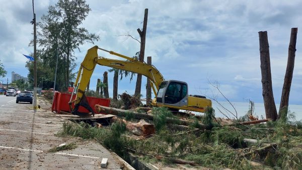 公主海滩树木遭海蚀危及安全   市厅分阶段砍木麻黄
