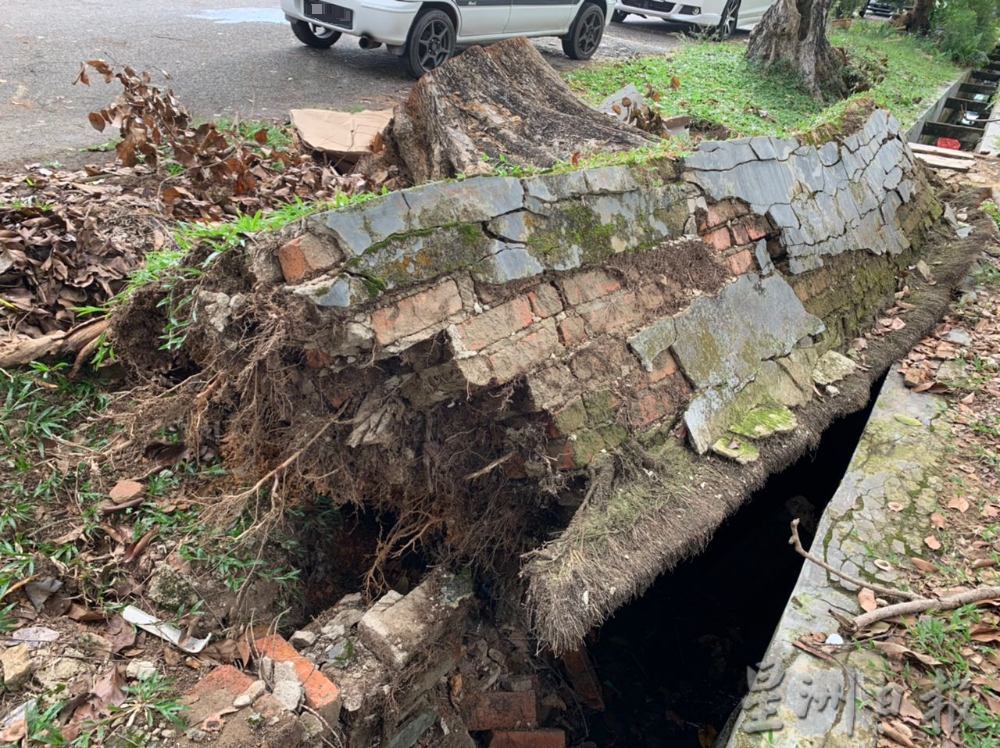 大树倒下两周未清理 砖块碎石堵沟渠