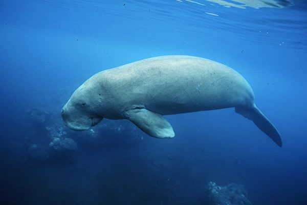 10%海洋物种面临灭绝   儒艮鲍鱼列濒危物种 