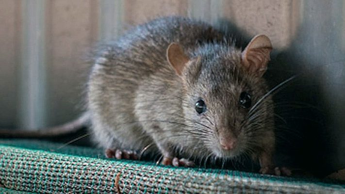 Oh rats! New York seeks ‘bloodthirsty’ rodent czar