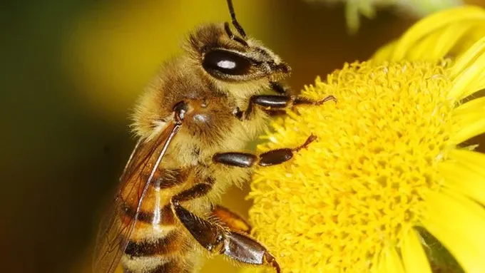 深信蜜蜂是祖先化身　男子与蜂对话惨遭螫死