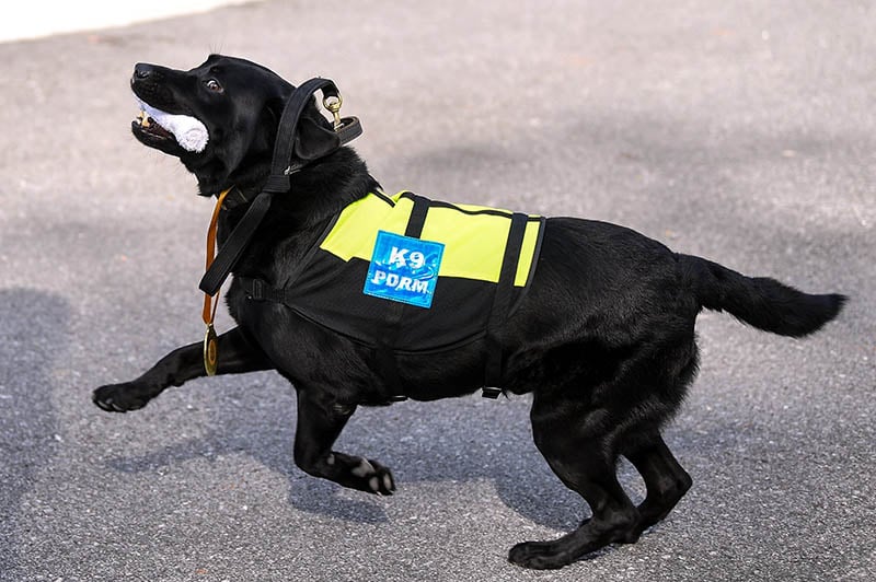 浮罗交怡警方冀扩大警犬组 遏止跨境犯罪及非法出入境