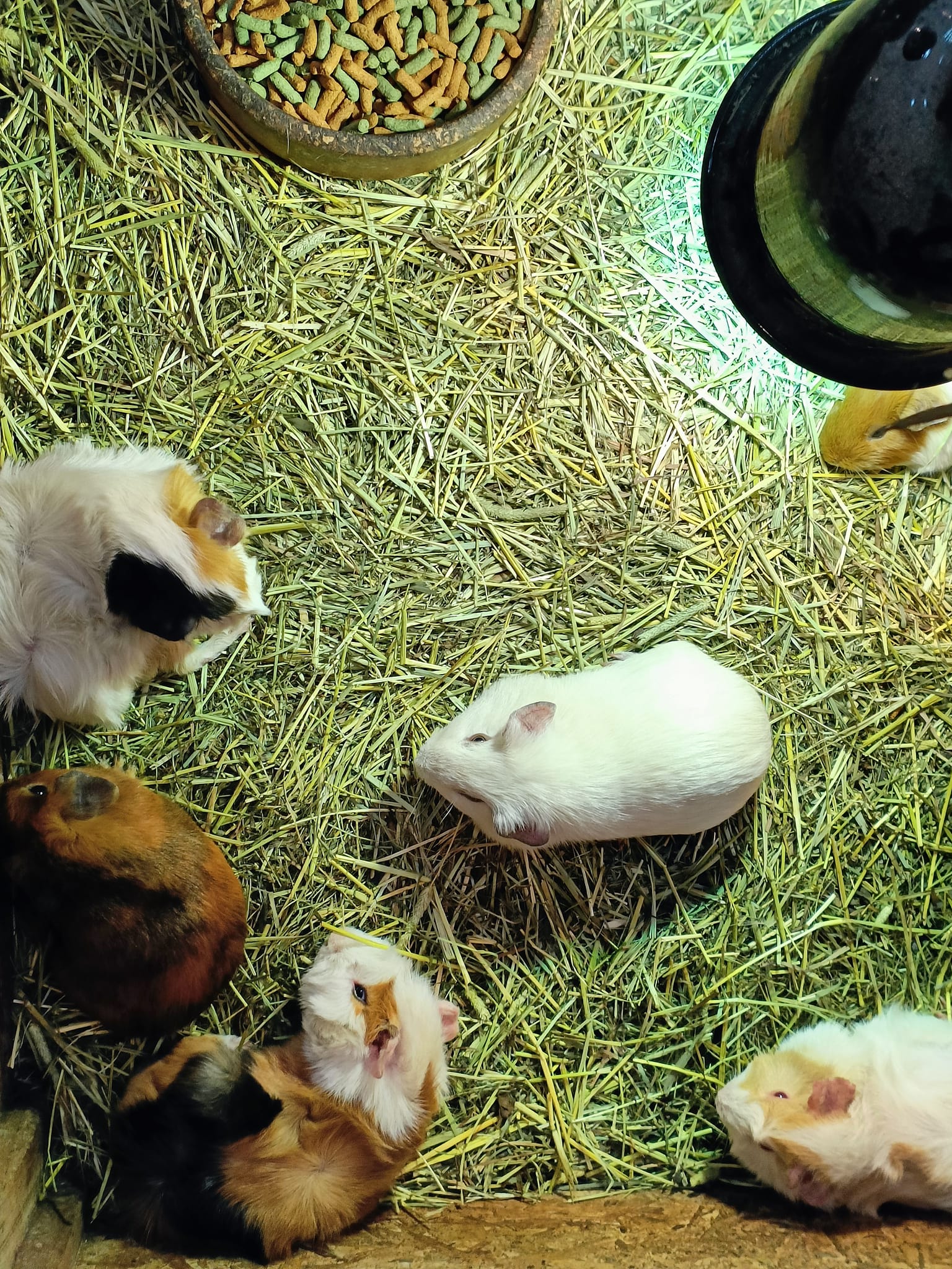 东04：吉兰丹州博物馆举办“奇珍异兽展”也配合华人农历的兔年，多只可爱兔子讨游客欢心。