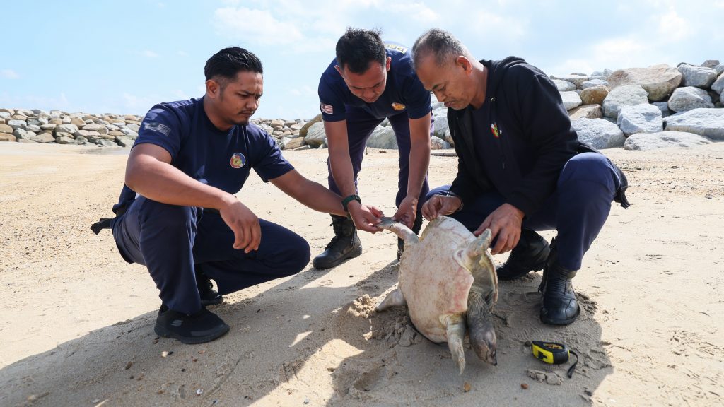士布浪达吉海滩   发现西瓜龟尸骸