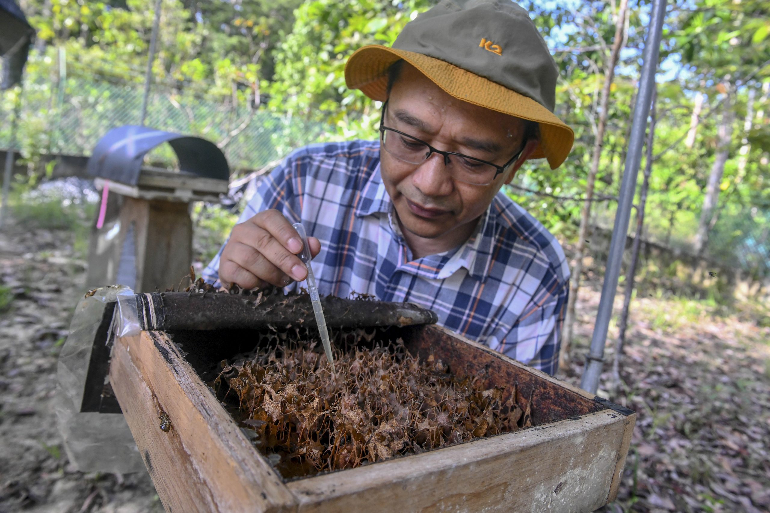 东：马来西亚登嘉楼大学印尼马来亚银蜂园已收集了20多种独特和稀有银锋