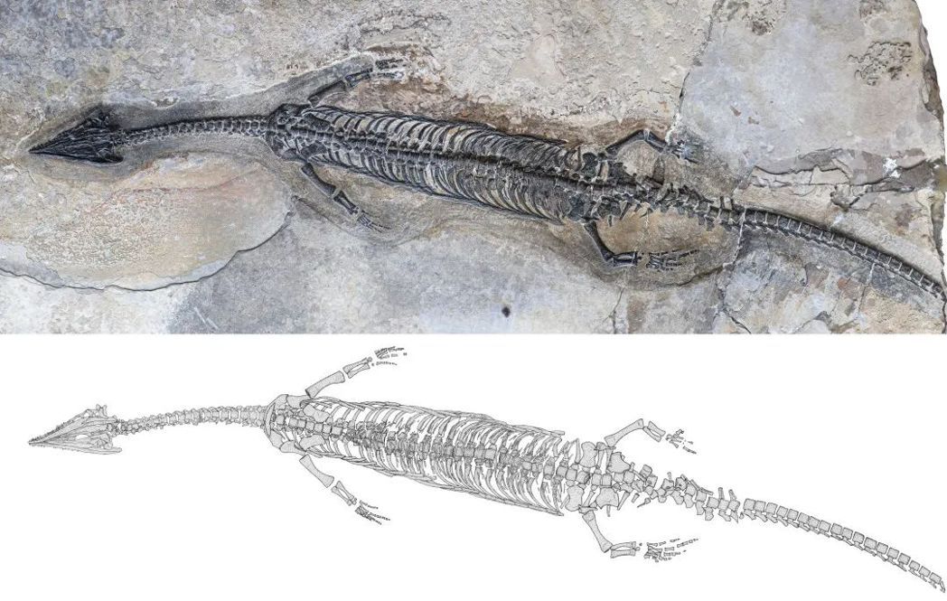 中国云南首现新种“奇异罗平龙” 距今2.44亿年前