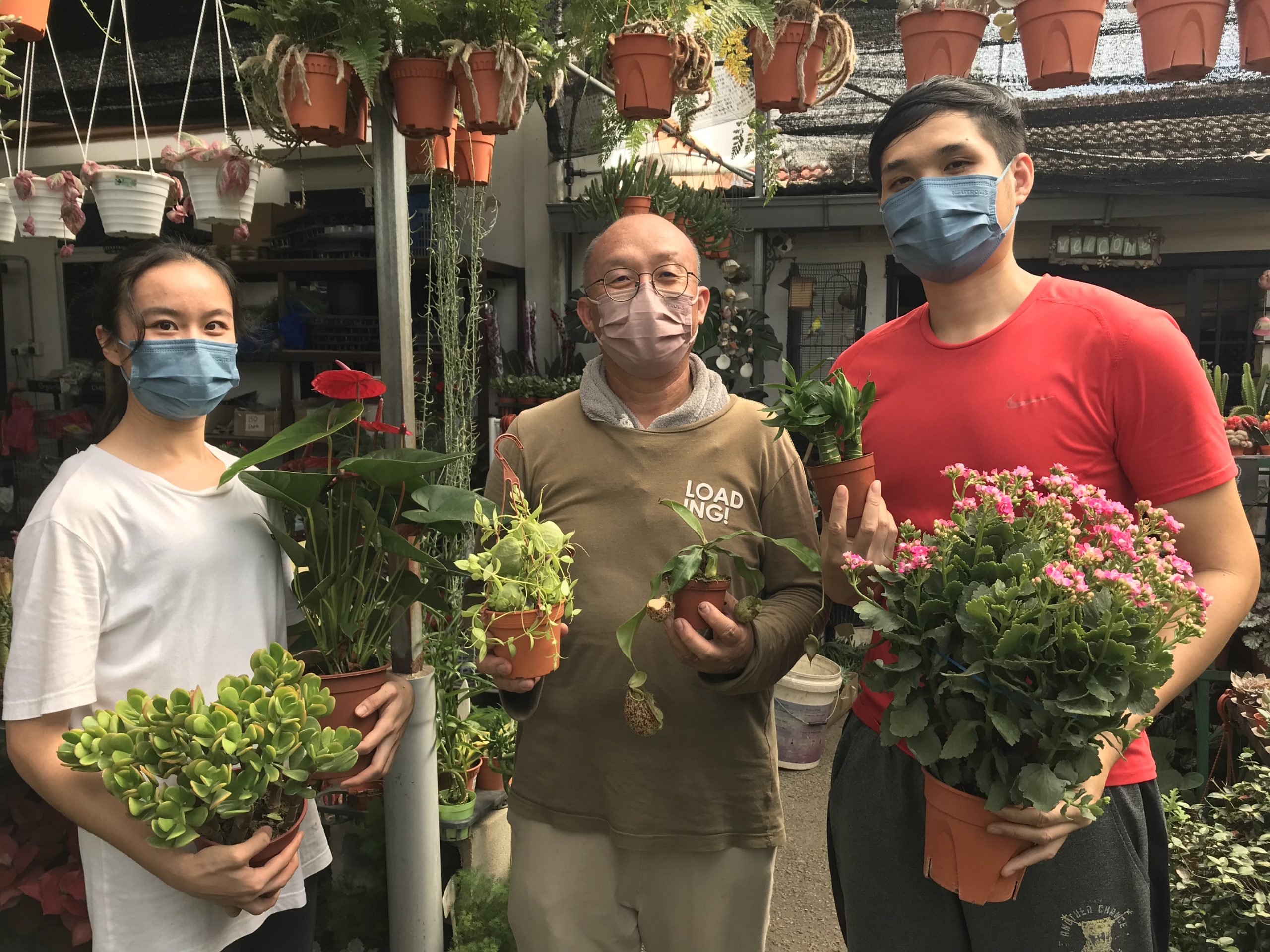 今年会比去年好！ 业者看好年花市场