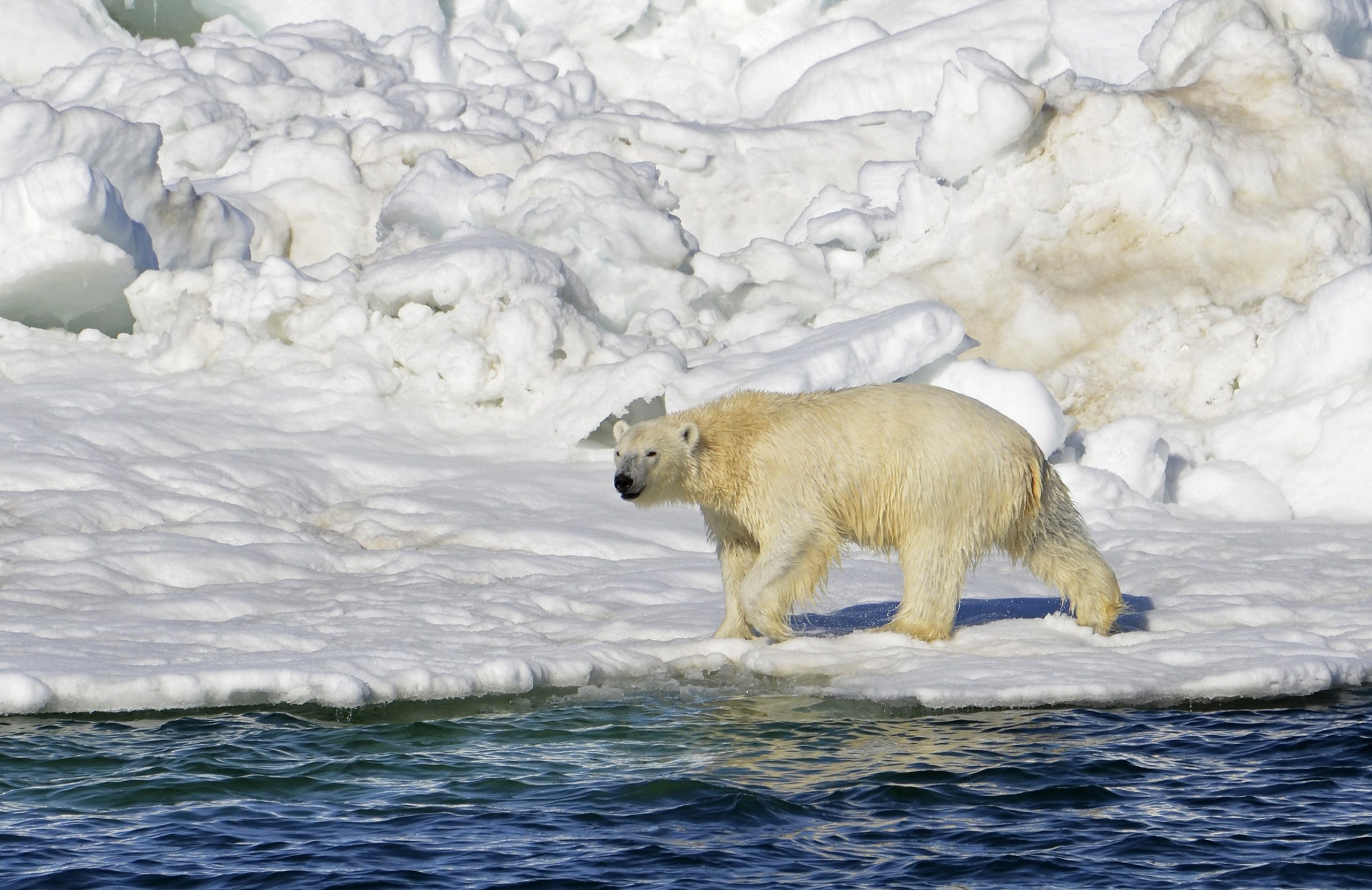 北极熊闯社区追赶居民 阿拉斯加州2人遭攻击死亡