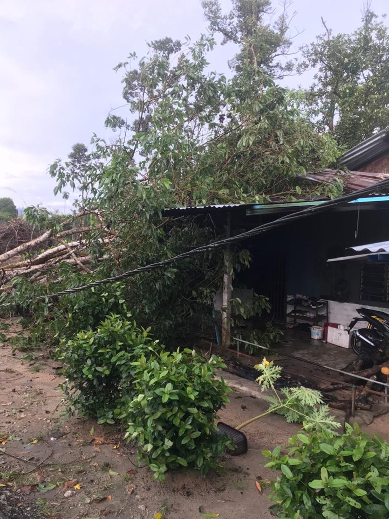 司南马甘榜遭暴风雨侵袭  倒树殃及10民宅