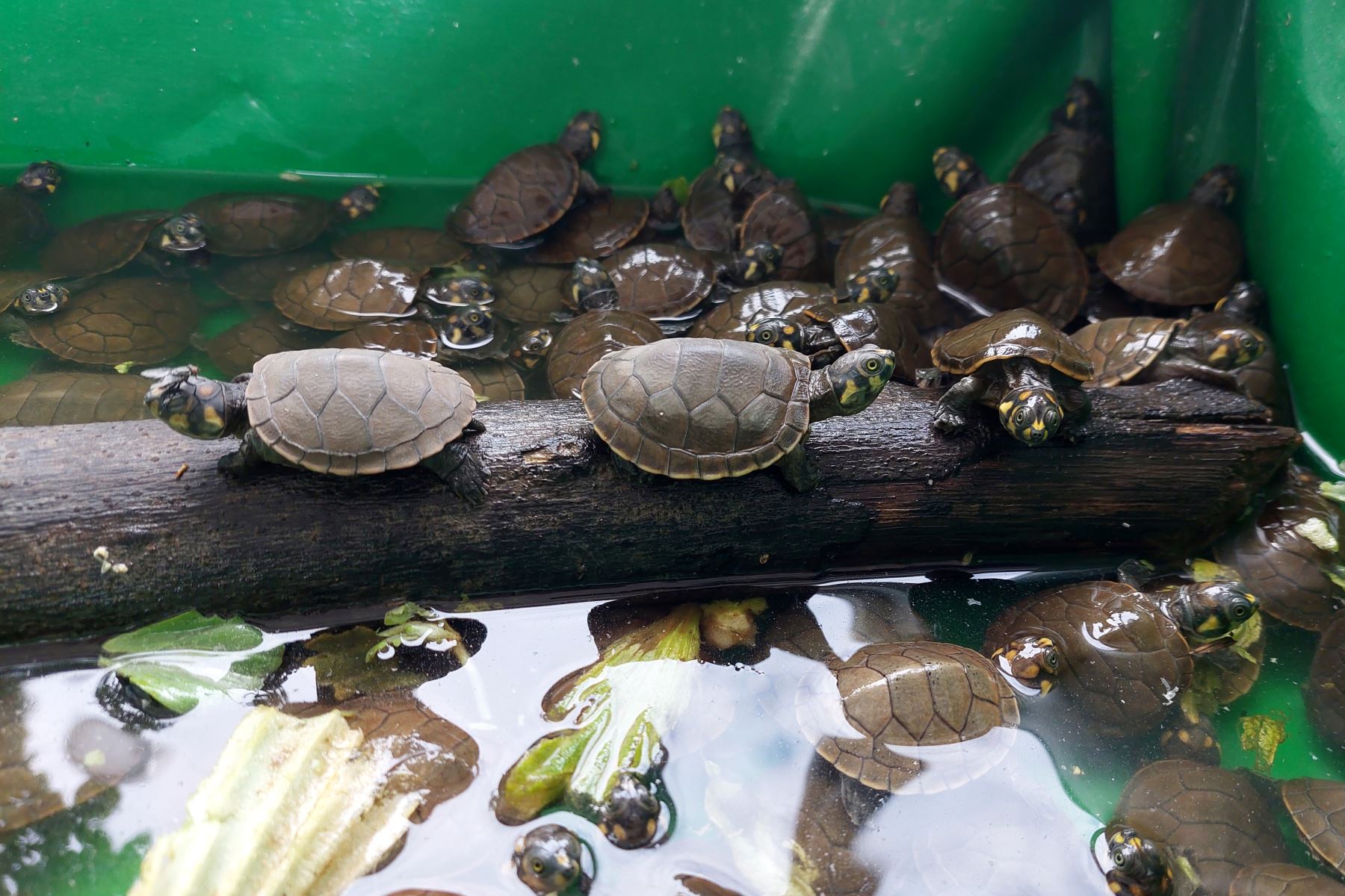 复育亚马逊潟湖及河流　秘鲁放生逾6000只濒危物种幼龟
