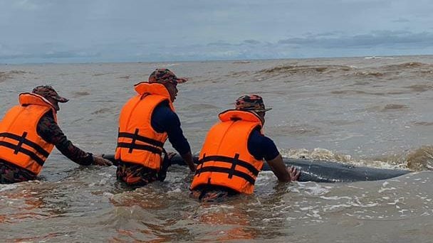 小鲸鱼浅滩搁浅 消拯员助返大海