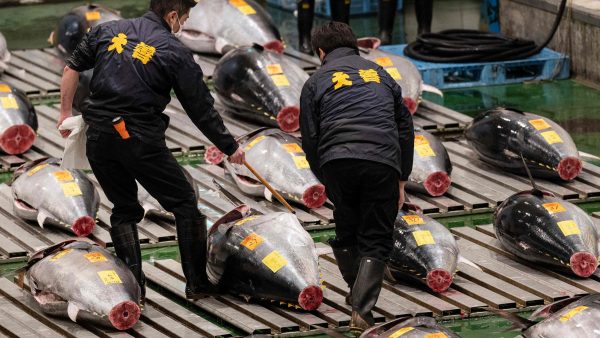 东京丰洲市场新年首拍 120万黑鲔鱼创疫情新高价