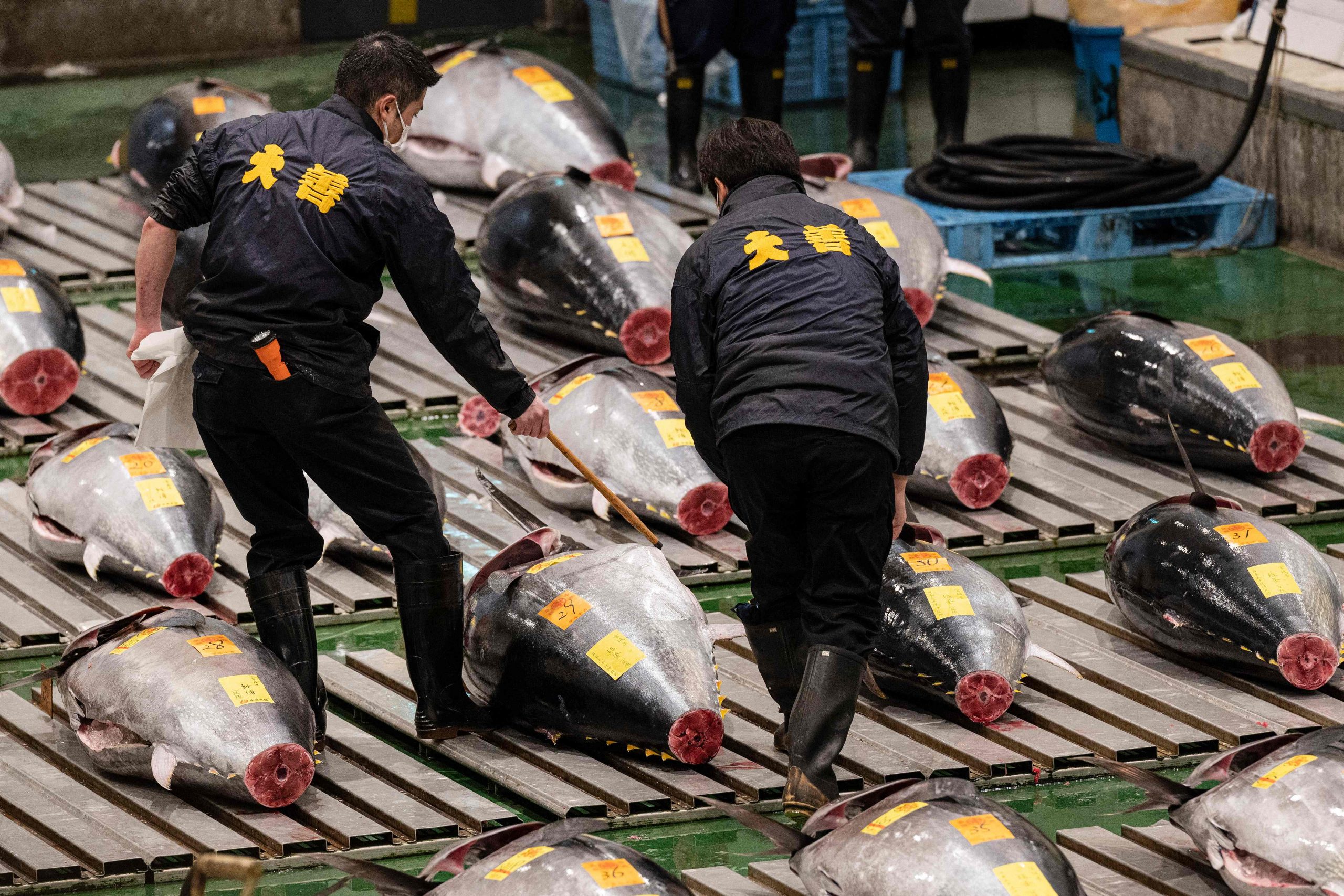 拚图)东京丰洲市场新年首拍 120万黑鲔鱼创疫情新高价