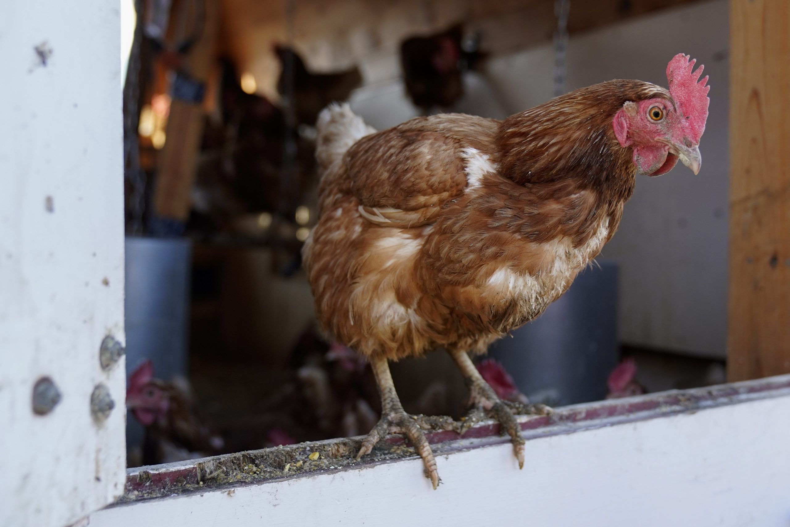 拚盘∕纽西兰陷鸡蛋荒　原因与饲养方式有关？
