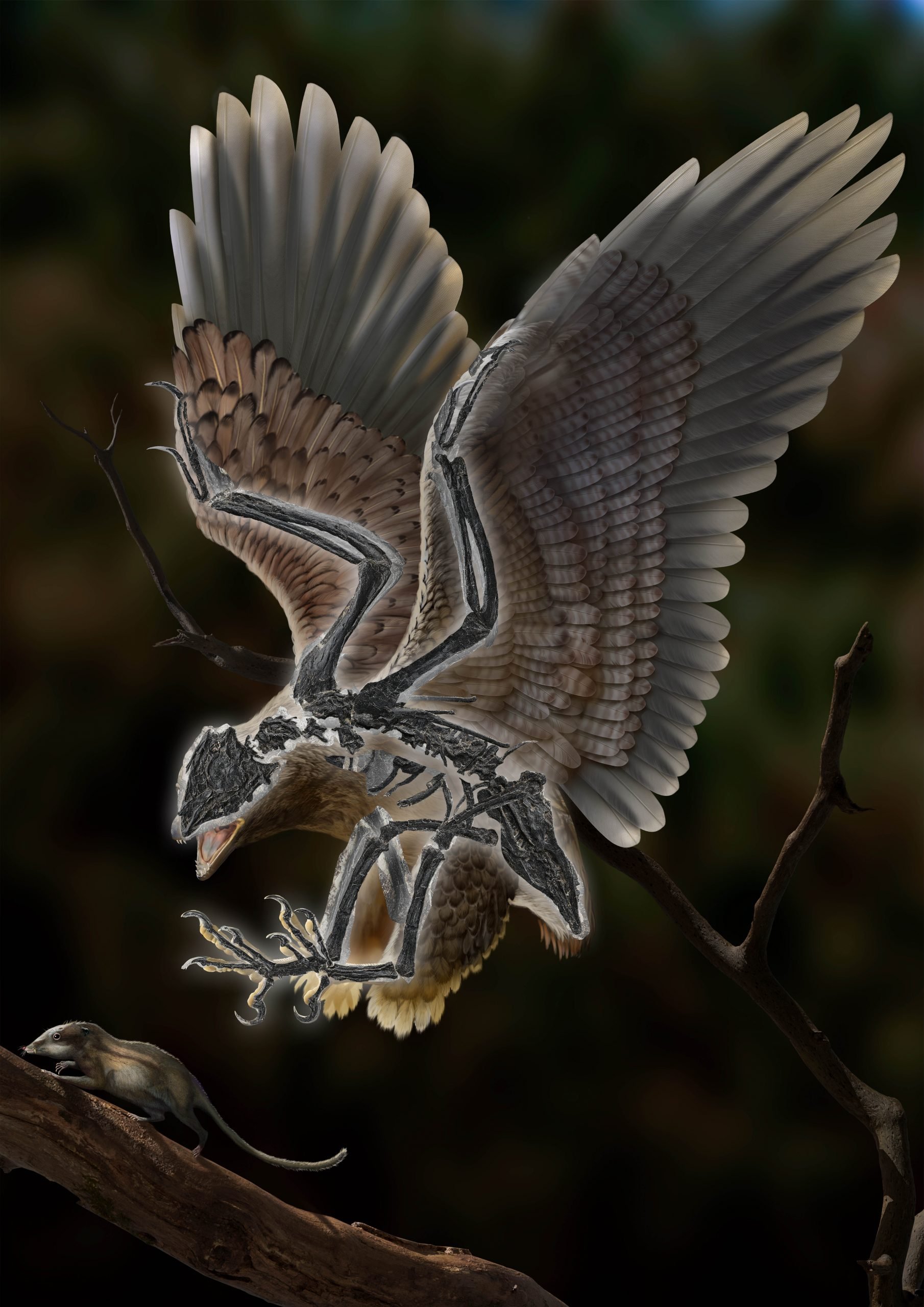 拼盘／中国科学家最新发现1.2亿年前鸟类：长着恐龙头骨和怪异身体