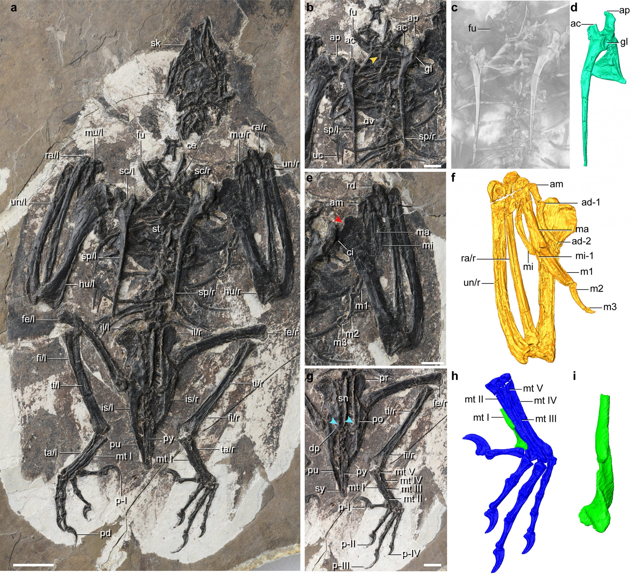 拼盘／中国科学家最新发现1.2亿年前鸟类：长着恐龙头骨和怪异身体