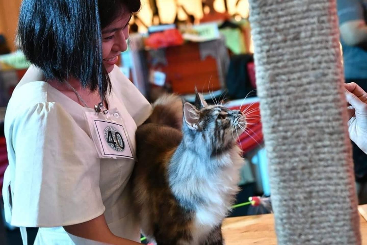 柔：宠物萌萌哒（1月7日刊）：温柔巨喵星，缅因猫成本地爱猫人士团宠