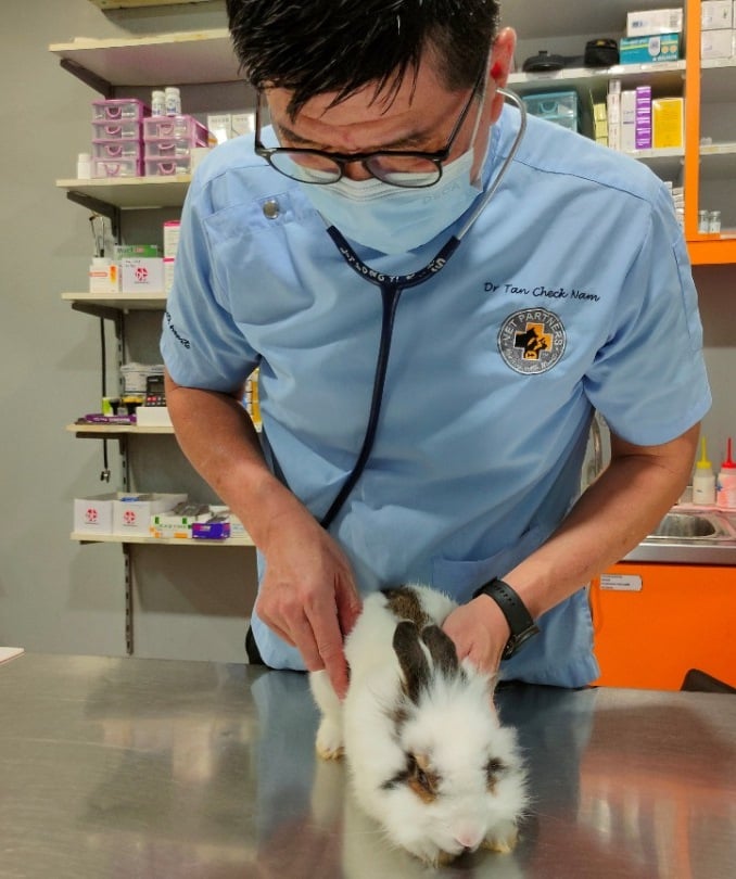 兽医传授照护心得，养出健康兔子