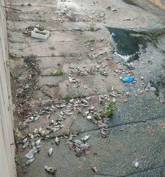 古来优美城德拉黛36区    疑受工业区排水污染  沟水呈黑 现大批死鱼
