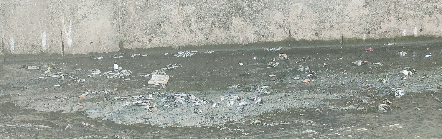 古来优美城德拉黛36区    疑受工业区排水污染  沟水呈黑 现大批死鱼