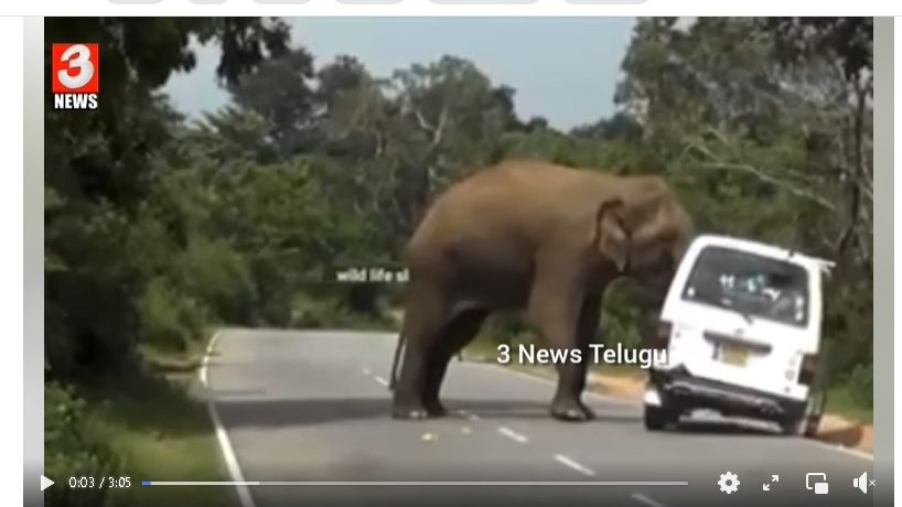 大象攻击货车不在印度  实为斯里兰卡