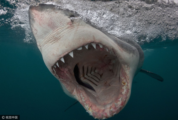 海中突现6公尺大白鲨　男下海捕捞“头颅遭一口咬下”丧命