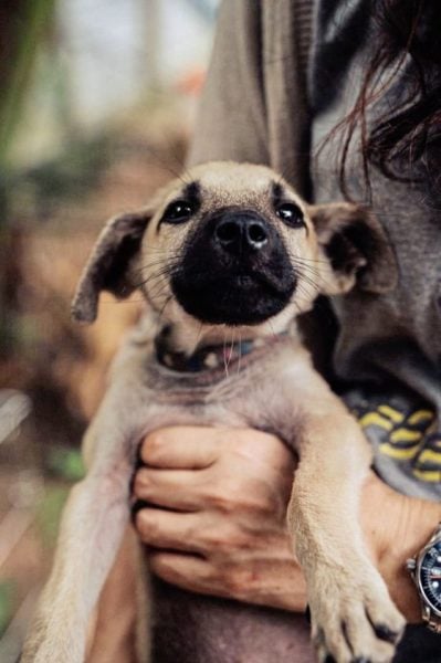 爱心桌历义卖：鼓励领养小狗，给它们一个永远的家