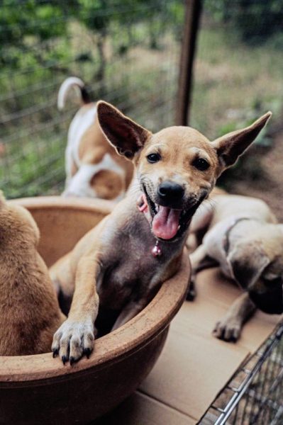 爱心桌历义卖：鼓励领养小狗，给它们一个永远的家