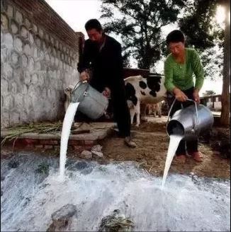 牛奶供过于求　中国北方现倒奶杀牛现象