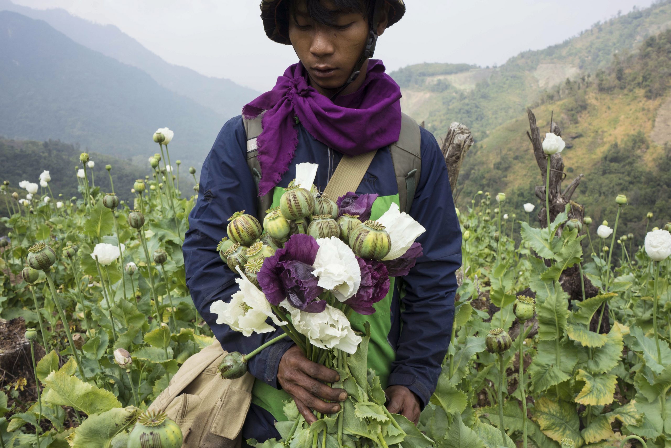 看世界／扫毒减经济恶化   联合国：缅甸鸦片种植激增33%
