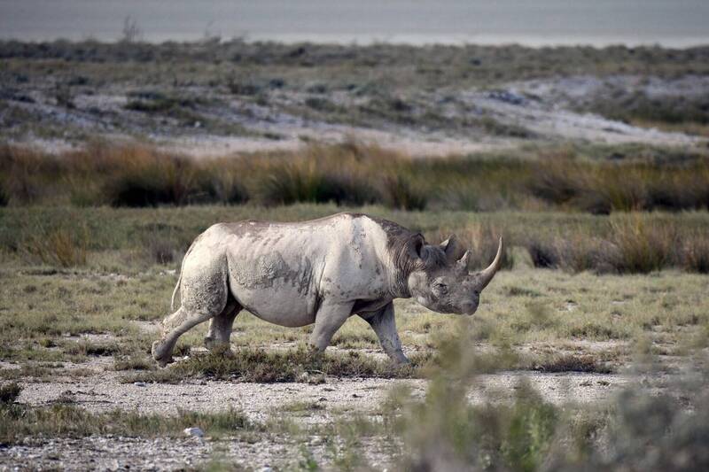 看世界／纳米比亚犀牛盗猎数量剧增 濒危黑犀牛仅存5000头