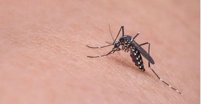 研究：亚洲蚊子出现超强抗药性 专家：杀虫剂控蚊虫或已无効