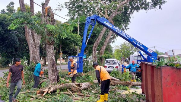 市厅避免树倒酿伤亡重演 风险区砍危树