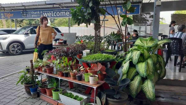 业者：出售盆栽资金做慈善 鼓励员工绿化小贩中心
