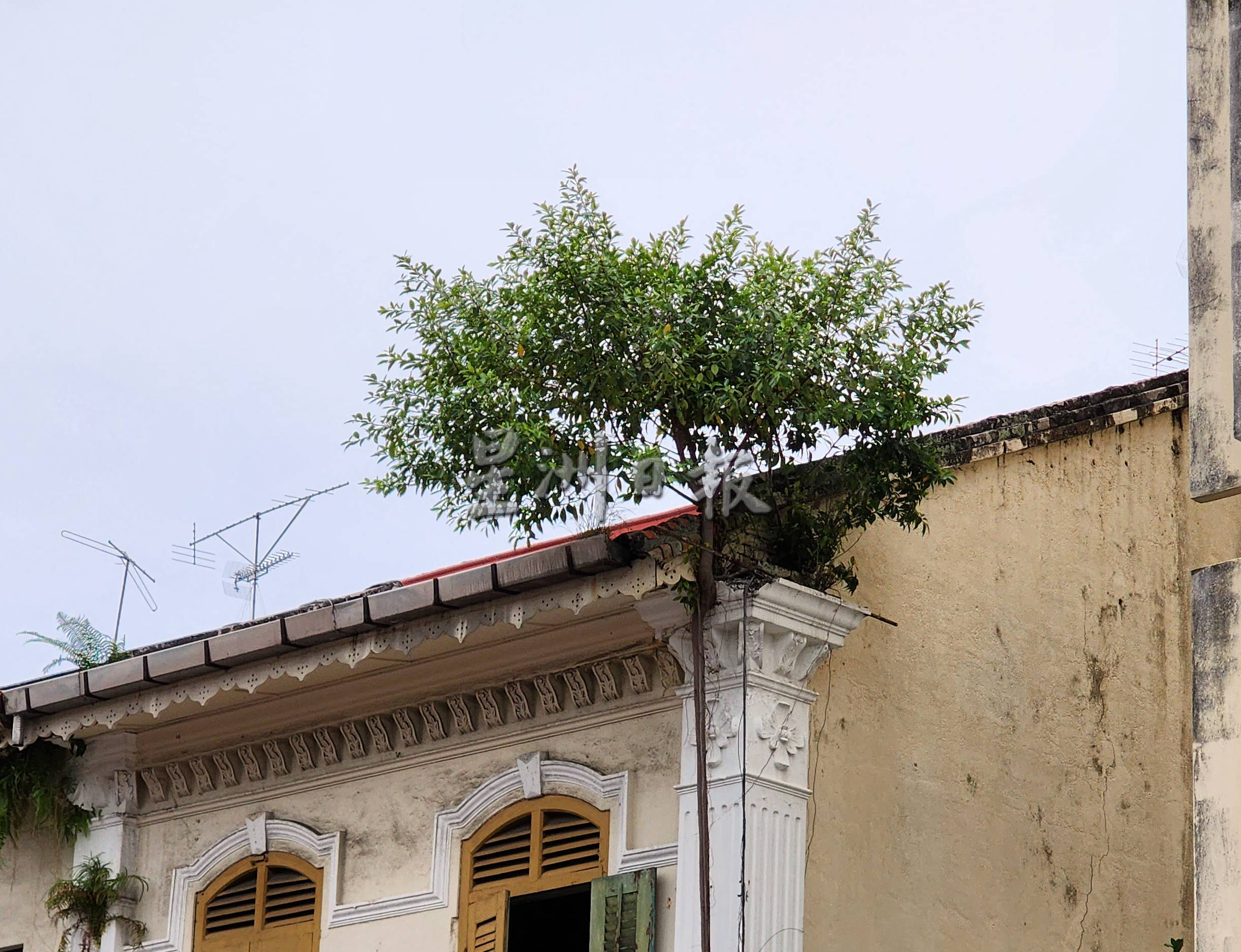 （古城第二版主文）风势转强，梁证法促清理屋顶上植物以免发生意外