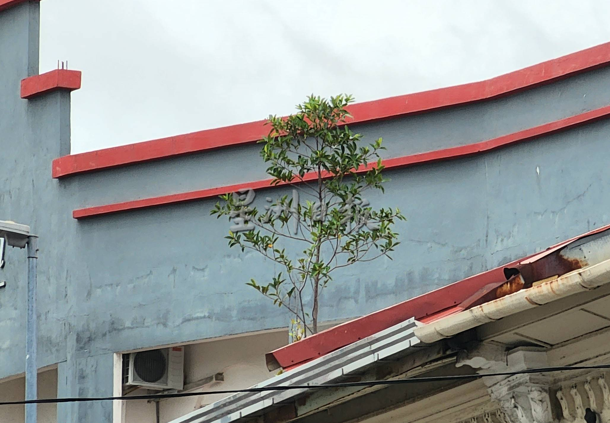 （古城第二版主文）风势转强，梁证法促清理屋顶上植物以免发生意外