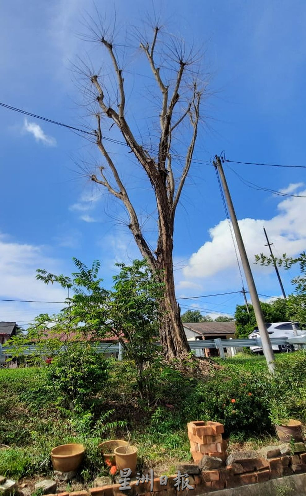 （古城第六版主文）路旁大树枯死，村民盼尽快处理