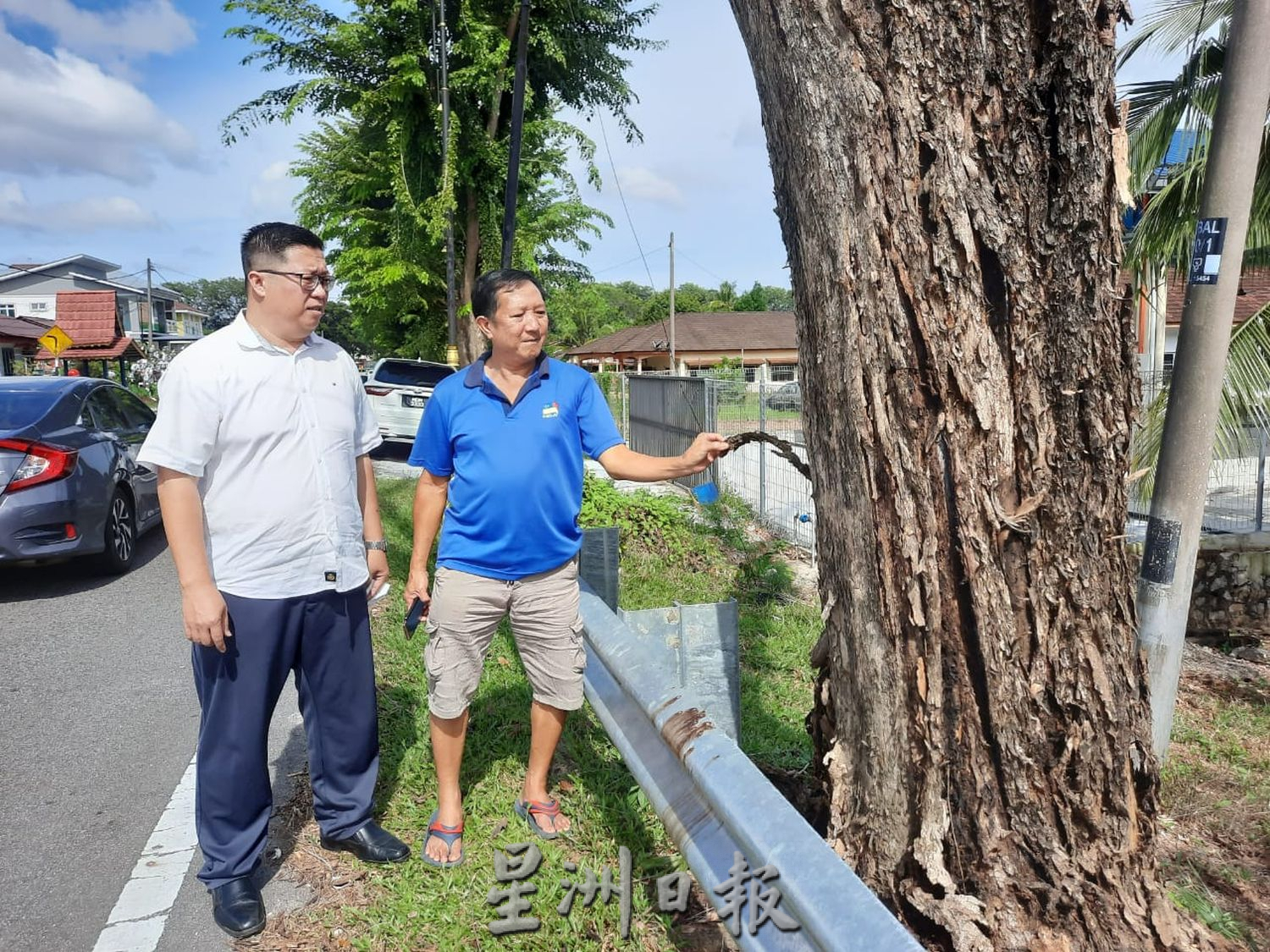 （古城第六版主文）路旁大树枯死，村民盼尽快处理