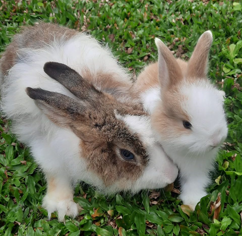 兔子粪便化身肥料，营养更好更安心