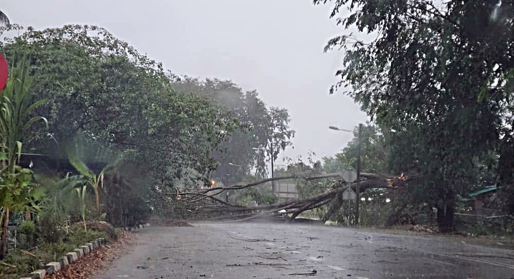 （大北马）一场暴风雨袭击一棵大树连根拔起砸中轿车所幸没有酿伤亡事件