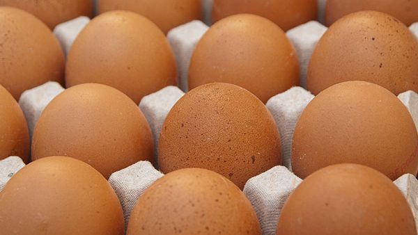 禁用层架式鸡笼养鸡 纽西兰鸡蛋短缺