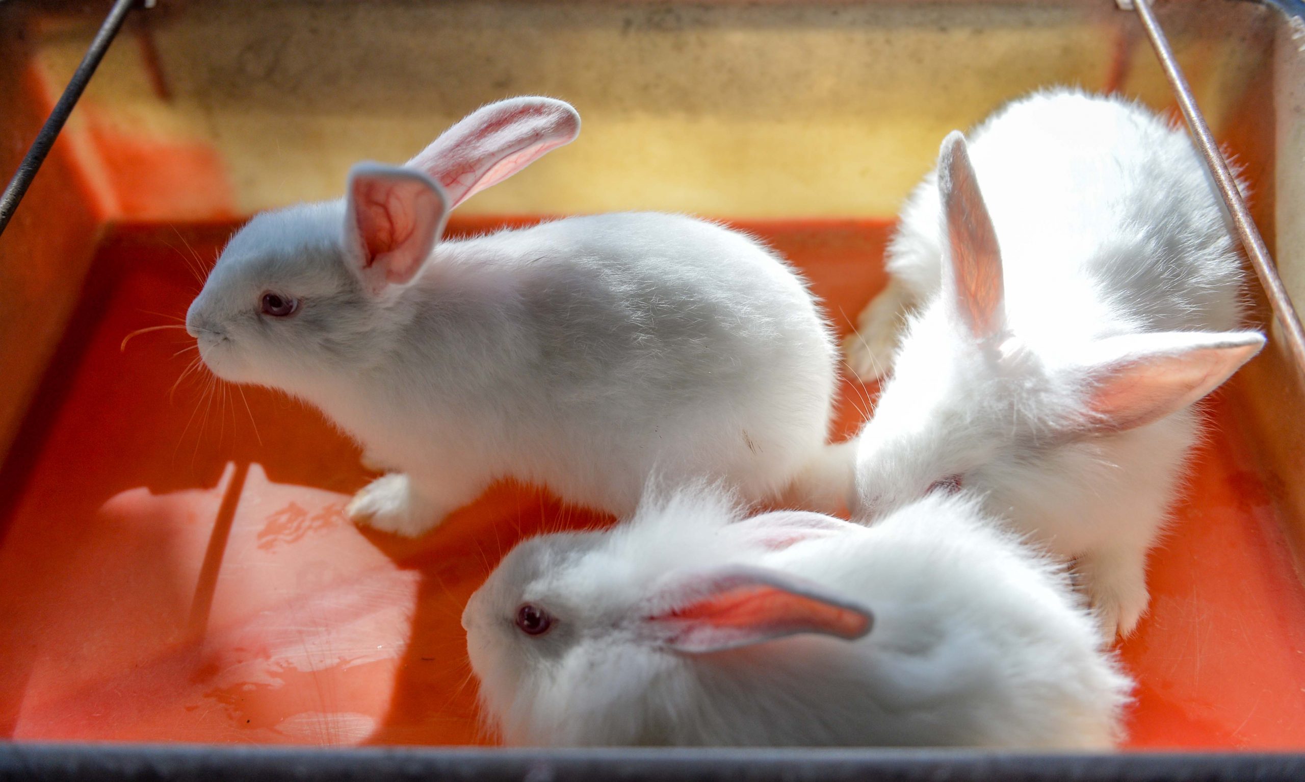 NS新年特稿：全马最大兔子农场，农历新年不打烊