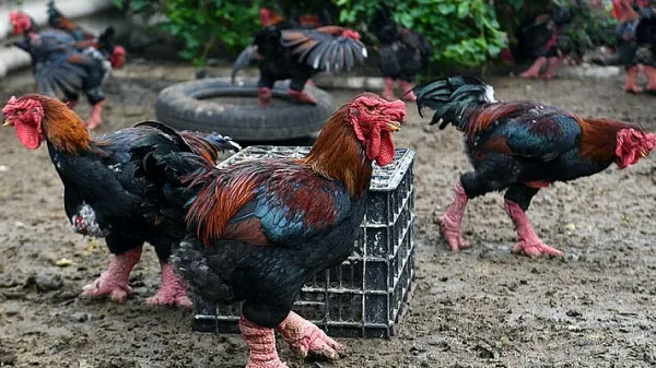 Giant legs of Vietnam’s ‘dragon chicken’ a Lunar New Year delicacy