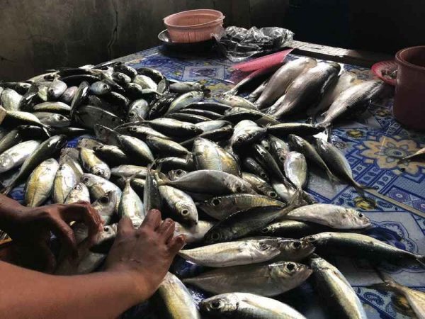 鱼市场内的交易依然兴旺，似乎没有受到袭击亚庇及实邦加一带海域的红潮现象所影响。 