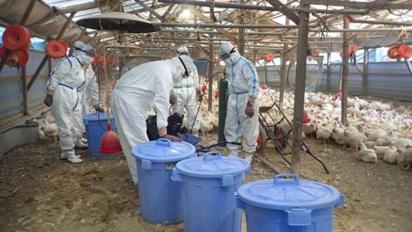 111万只鸡被扑杀 日本鸡蛋主产地最大养鸡场暴发禽流感