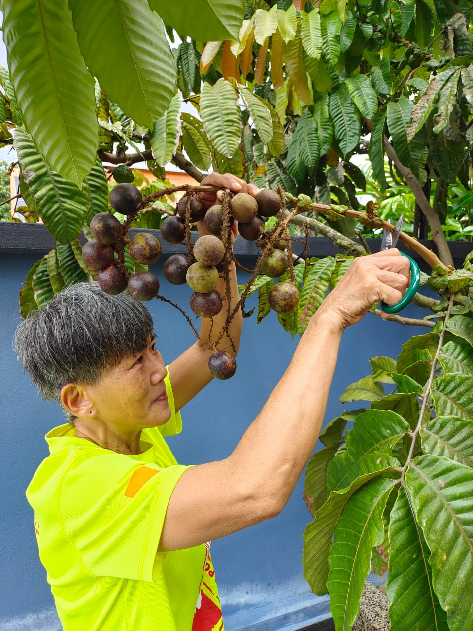 60岁主妇无心插柳 种出巴西龙眼树