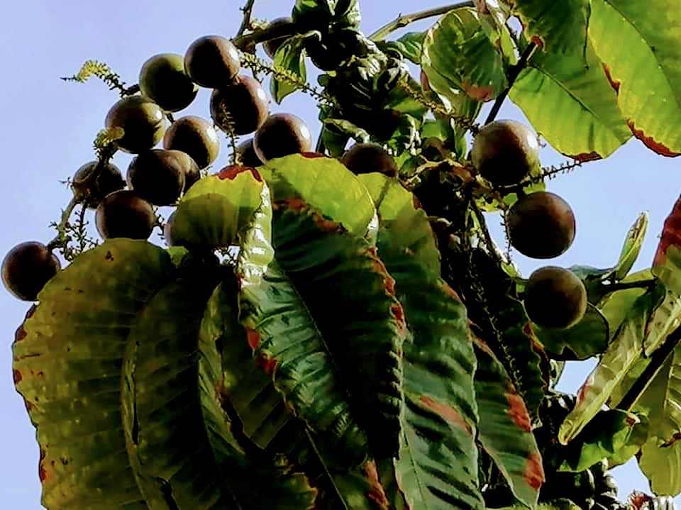 60岁主妇无心插柳 种出巴西龙眼树