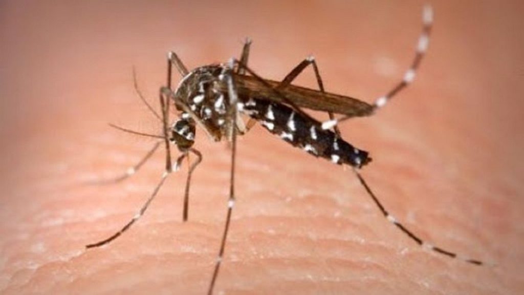 第5个流行病学周   蚊症病例增13%