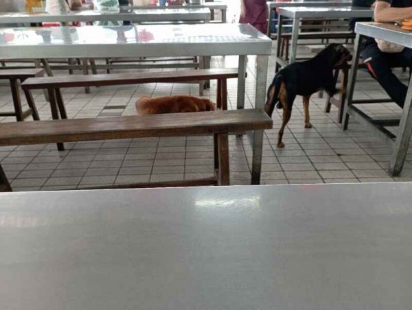 野狗向食客讨食物。 